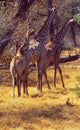 Sambia: Three girafs in the bush