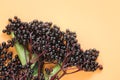 Sambucus berries. Elderberry berries on orange background. Elder branches with black berries.healing plant .Sambucus Royalty Free Stock Photo