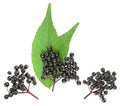 Sambucus - Branches of elderberries with green leaves isolated on white background, top view. European black elderberry Royalty Free Stock Photo