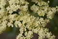 SAMBUCUS CAERULEA BLOOM - RED ROCK CP MRCA - 050821 A