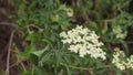 SAMBUCUS CAERULEA BLOOM - RED ROCK CP MRCA - 050821 V