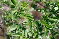 SAMBUCUS CAERULEA LEAF - TOPANGA SP - 021721 A