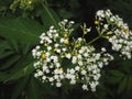 Sambucus chinensis