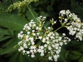 Sambucus chinensis