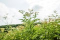 Sambucus ebulus, danewort, dane weed, danesblood thickets hand with vintage scissors pruning a flower in the summer in a meadow.. Royalty Free Stock Photo