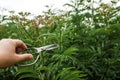 Sambucus ebulus, danewort, dane weed, danesblood thickets hand with vintage scissors pruning a flower in the summer in a meadow.. Royalty Free Stock Photo