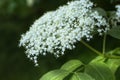 Sambucus elder or elderberry in May. Royalty Free Stock Photo