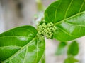 Sambucus is a genus of flowering plants in the Adoxaceae family. The various species are commonly called elderberries or