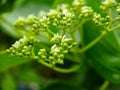 Sambucus is a genus of flowering plants in the Adoxaceae family. The various species are commonly called elderberries or