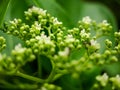 Sambucus is a genus of flowering plants in the Adoxaceae family. The various species are commonly called elderberries or