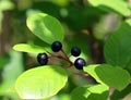 Sambucus is a genus of flowering plants in the family Adoxaceae.