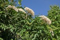 Sambucus nigra also called elder, elderberry, black elder. Flowers are used in traditional medicine Royalty Free Stock Photo