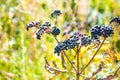 Sambucus nigra or black Elderberry