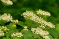 Sambucus nigra in bloom Royalty Free Stock Photo