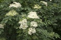 Sambucus nigra in bloom, lots of small white flower Royalty Free Stock Photo