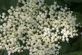 Sambucus nigra in bloom, lots of small white flower Royalty Free Stock Photo