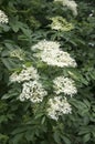 Sambucus nigra in bloom, lots of small white flower Royalty Free Stock Photo