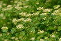 Sambucus nigra in bloom Royalty Free Stock Photo