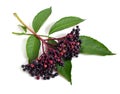 Sambucus nigra. Royalty Free Stock Photo