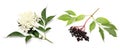 Sambucus nigra - Elder Royalty Free Stock Photo