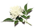 Sambucus nigra - Elder Royalty Free Stock Photo