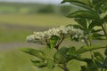 Sambucus nigra, elder or elderberry Royalty Free Stock Photo