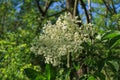 Sambucus nigra Elder plant plants leaves branches Royalty Free Stock Photo