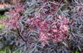 Sambucus nigra `Eva` is blooming with its black and purple leaves and creamy pink flowers Royalty Free Stock Photo