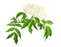Sambucus nigra Flowering shrub isolated on a white background. Common names include elder, elderberry, black elder, European elder Royalty Free Stock Photo