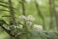 Sambucus nigra blooming Royalty Free Stock Photo