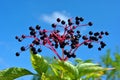 Sambucus nigra fruit cluster branch with black berries and green leaves on the blue sky background