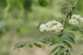 Sambucus nigra white flowers Royalty Free Stock Photo