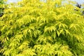 Sambucus racemosa Royalty Free Stock Photo