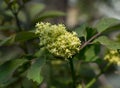 Sambucus racemosa, elderberry or red-berried elder close up