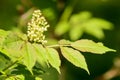 Sambucus racemosa