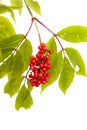 Sambucus racemosa, red elderberry Royalty Free Stock Photo