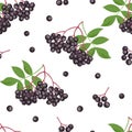 Sambucus seamless pattern on white background. Branch of black elderberry with green leaves. V