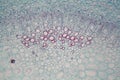 Sambucus stem with parenchyma cells under the microscope Royalty Free Stock Photo