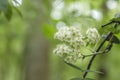 Sambucus white flowers detail Royalty Free Stock Photo