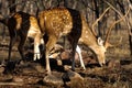 Sambur deer graze, Ranthambore, India Royalty Free Stock Photo