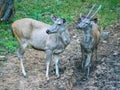 Sambur Deer Royalty Free Stock Photo