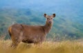 Sambur in Horton Plains National Park