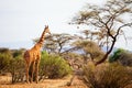 Reticulated giraffe Royalty Free Stock Photo