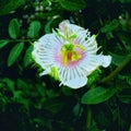 Passion fruit flowers Royalty Free Stock Photo