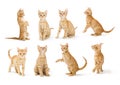 Cute Orange Tabby Kitten in Different Positions