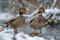 Always with the same lens, two mandarin ducks in different poses Royalty Free Stock Photo