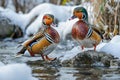 Always with the same lens, two mandarin ducks in different poses Royalty Free Stock Photo