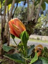 Same picture of a orange hibiscus in da 808