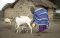 Masai woman milking the family goats