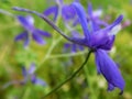 Fragility and elusiveness of the blue meadow flower